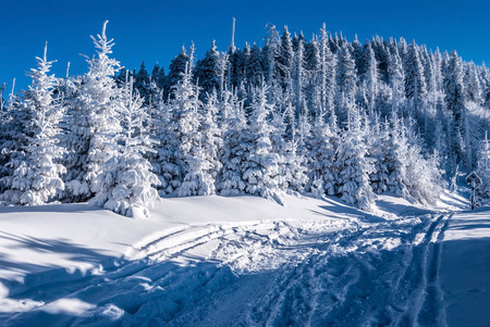 Lysa hora hill in winter Moravskoslezske Beskydy mountains with frozen forest, hiking trail, snow and clear sky during really freezing winter dayの写真素材