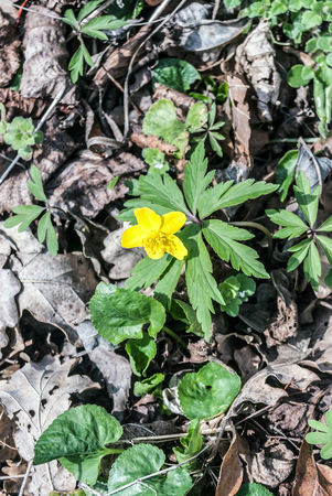 Anemone ranunculoides ( yellow wood anemone) flower in spring Palava mountains in South Moraviaの写真素材