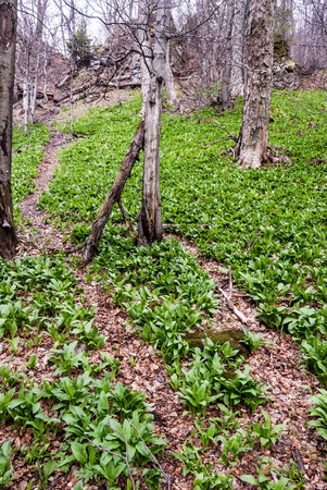 hiking trail with wild garlic plants and trees around in spring Velka Fatra mountains in Slovakiaの写真素材