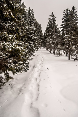 winter hiking trail with snowshoes steps and trees around in Jeseniky mountains in Czech republic near Mala Jezerna hillの写真素材