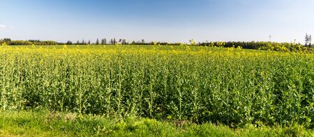 springtime rural scenery with oilseed rape and clear sky near Jakubcovice village not far from Opava...