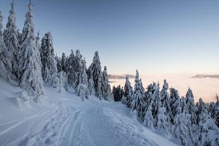 snow covered hiking trail with frozen trees around and hills on the background bellow Lysa hora hill in winter Moravskoslezske Beskydy mountains in Czech republicの写真素材