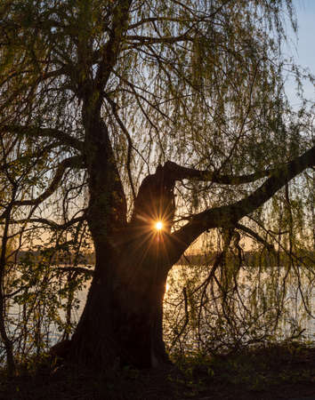 willow with sun with sunlights and Bzeruc pond on the background in springtime CHKO Poodri near Jistebnik village in Czech republicの写真素材