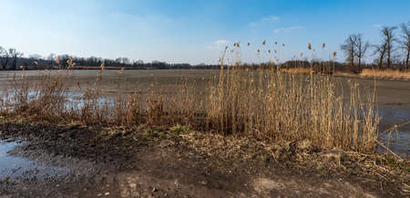 Released pond with reeeds, trees on the background and clear sky during early springtime day