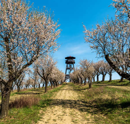 Mandlonove sady view tower with blossoming almond trees above Hustopece village in Czech republic during springtime day with clear skyの写真素材