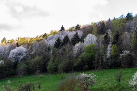 Springtime meadow with blossoming trees near Zitkova village in Bile Karpaty mountains in Czech republicの写真素材