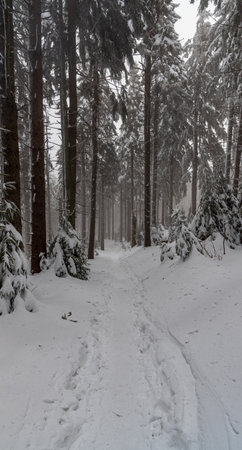 Winter forest with snow covered hiking trail and cloudy sky bellow Lysa hora hill in Moravskoslezske Beskydy mountains in Czech republicの写真素材