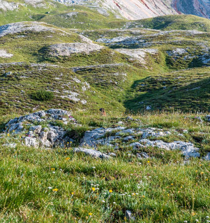 Marmot on mountain meadow with stones near hiking trail between Senneshutte and Seekofelhutte in Dolomites mountains in Italyの写真素材