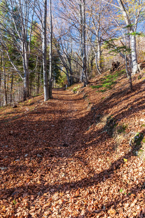 Scenery of autumn forest with footpath covered by fallen leaves and clear sky in Slezske Beskydy mountains on Czech - Polish borderの写真素材