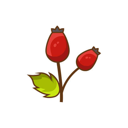 Rose hip fruits cartoon icon,forest berries food vector. red rose hip isolated on white background.can be used as illustration to herbariumのイラスト素材