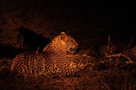 African leopard (Panthera pardus pardus) feline calmly lying in dry grass in dark night. Zambia, South Luangwa.の写真素材