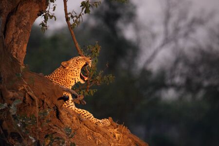 The African Leopard (Panthera pardus pardus) male having a rest near the tree in sunset. South Luangwa, Zambia.の写真素材