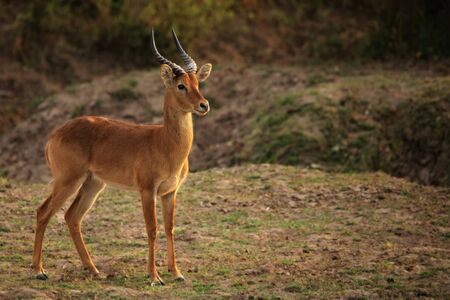 A impala (Aepyceros melampus) standing in savannah in Zambia, South Luangwa. Dry grass  green trees in background.の写真素材