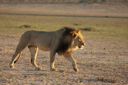 A huge lion male (Panthera leo) with a black mane walking on the dry sand of Kalahari desert in the morning sun.の写真素材