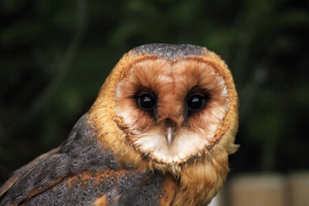 Barn owl (These albums) sitting on a stone in front of a green tree. Young Barn Owl with green background.の写真素材