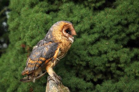 Barn owl (These albums) sitting on a stone in front of a green tree. Young Barn Owl with green background.の写真素材