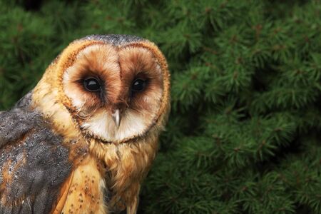 Barn owl (These albums) sitting on a stone in front of a green tree. Young Barn Owl with green background.の写真素材