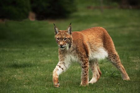Eurasian lynx (Lynx lynx) in front of the forest. Young male with green background. Lynx portrait in morning sunlight.の写真素材