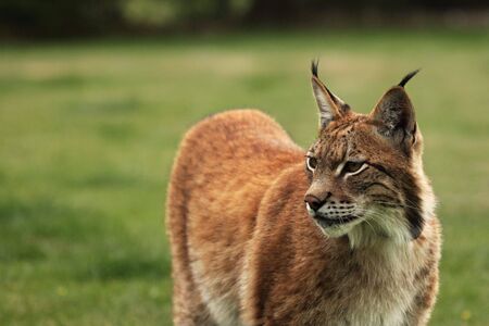 Eurasian lynx (Lynx lynx) in front of the forest. Young male with green background. Lynx portrait in morning sunlight.の写真素材