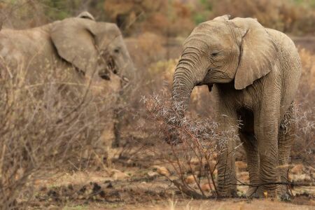 African bush elephant (Loxodonta africana) in a dry bush in the morning sun. Green background.の写真素材