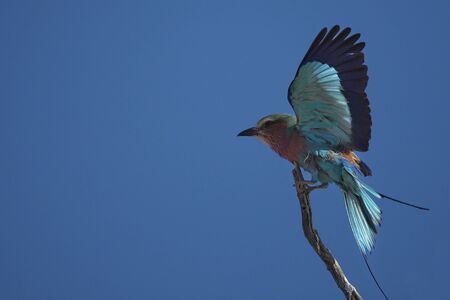 Lilac-breasted Roller (Coracias caudatus) in the Kruger National Park (South Africa)の写真素材