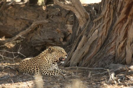 African leopard (Panthera pardus pardus) in the Kalahari desert.の写真素材