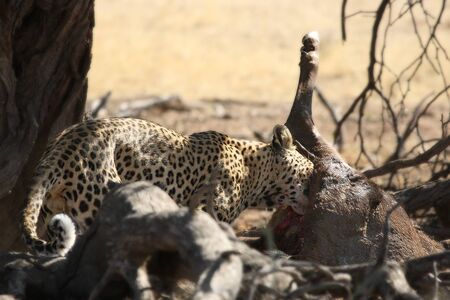 The African leopard (Panthera pardus pardus) in the Kalahari desert.の写真素材