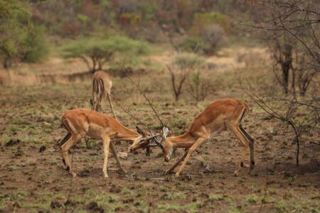 Two impalas (Aepyceros melampus) fighting in Pilanesberg game reserve. Impalas fighting after rain.の写真素材
