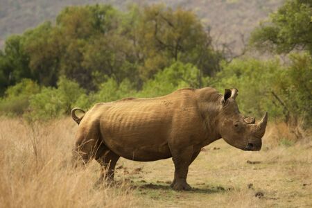 A White Rhinoceros Rhino (Ceratotherium simum) staying in a grassland with green trees in the background in the Pilanesberg Game Reserve.の写真素材