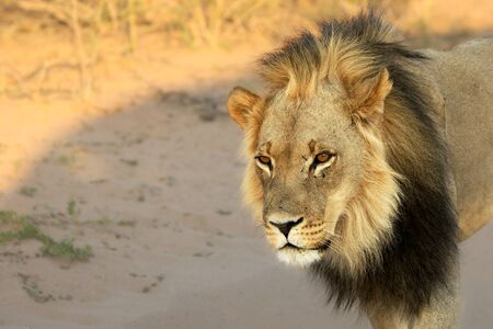 Lion male (Panthera leo) walking in Kalahari desert and looking for rest in his morning sun. Sand in background.の写真素材