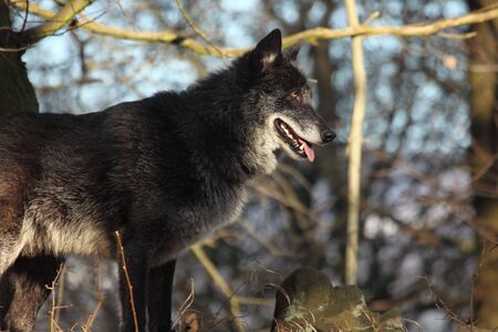 A North American Wolf (Canis lupus) resting in the forest. Calm, black and big North American wolf...