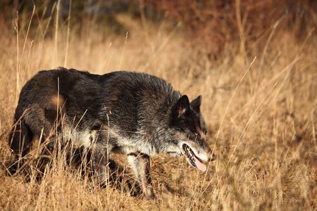 A North American Wolf (Canis lupus) walking in the golden dry grass in front of the forest. Calm,...