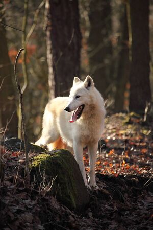 An Arctic Wolf (Canis lupus arctos) sitting in a dry grass in front of the forest. Calm white and...