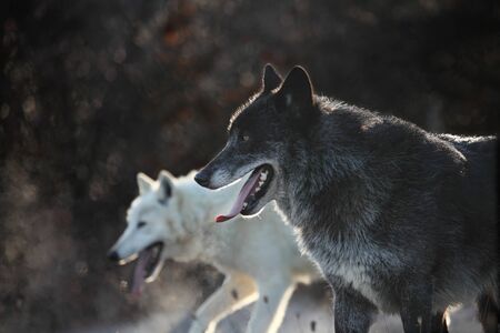 North American Wolf (Canis lupus) with Arctic Wolf (Canis lupus arctos) Morning sun.の写真素材