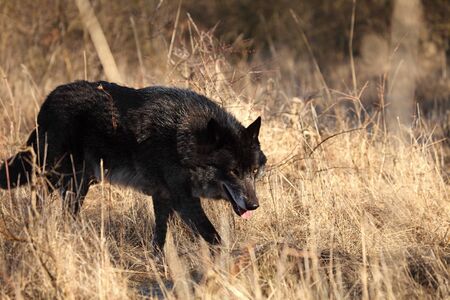 A North American Wolf (Canis lupus) walking in the golden dry grass in front of the forest. Calm,...