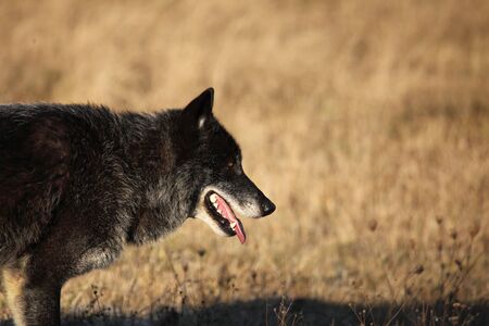 A North American Wolf (Canis lupus) resting in the golden dry grass in front of the forest. Calm,...