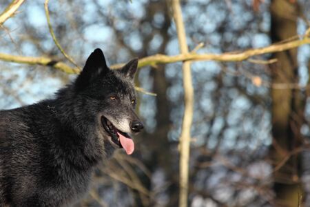 A North American Wolf (Canis lupus) resting in the forest. Calm, black and big North American wolf male.の写真素材
