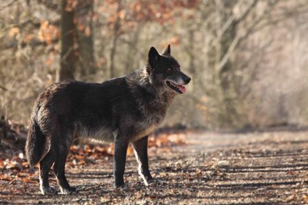 A North American Wolf (Canis lupus) resting in the forest. Calm, black and big North American wolf male.の写真素材