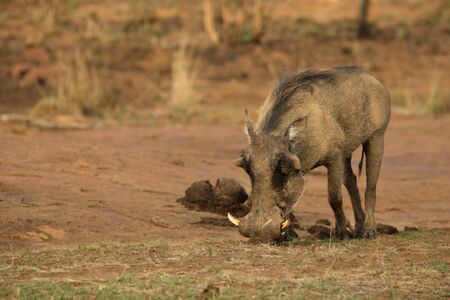 The common warthog (Phacochoerus africanus) going to the waterhole in the evening sun. Red sand in Kalahari desert in background.の写真素材