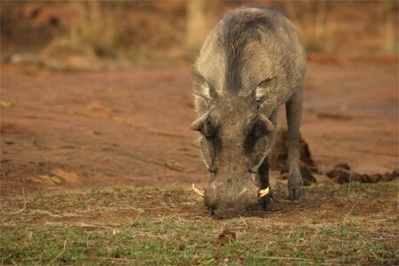 The common warthog (Phacochoerus africanus) going to the waterhole in the evening sun. Red sand in Kalahari desert in background.の写真素材