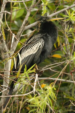 Anhinga (Anhinga anhinga) sitting on a tree in the Everglades National Park with green background.