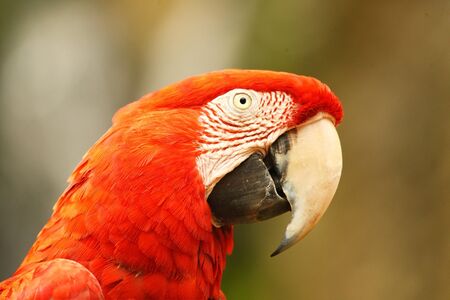 A Ara Macaw (Ara Macao) also called Scarlet Macaw parrot bird portrait in Florida, USA.の写真素材