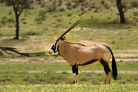 A gemsbok (Oryx gazelle) resting in the green grass of the Kalahari desert. Trees in  background.の写真素材