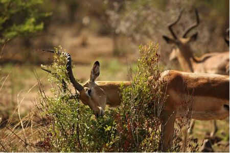 A impala (Aepyceros melampus) huge male in high dry grass fighting with a bush. Dry grass and other impala male in background.の写真素材