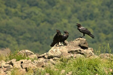 Three Common Ravens (Corvus corax) sitting on the rocks and flying around in Bulgaria, Madzharovo, eastern Rodopi.の写真素材