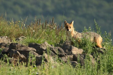 A Golden Jackal (Canis aureus) walking through the green grass and rocks with green background. A...
