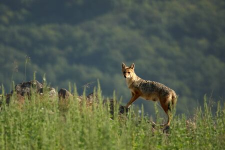 A Golden Jackal (Canis aureus) walking through the green grass and rocks with green background. A...