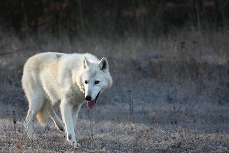 An Arctic Wolf (Canis lupus arctos) staying in dry grass in front of the forest. Calm white and...