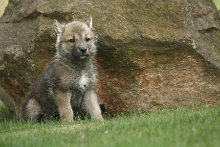 A grey Northwestern wolf (Canis lupus occidentalis) also called timber wolf sitting before a rock. A...