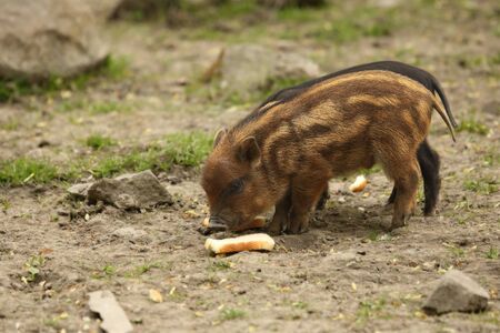 The Wild boars (Sus scrofa) baby feeding on dry sand, close to the forest. Wild boars eating the bread. Very small and very cute wild board baby.の写真素材